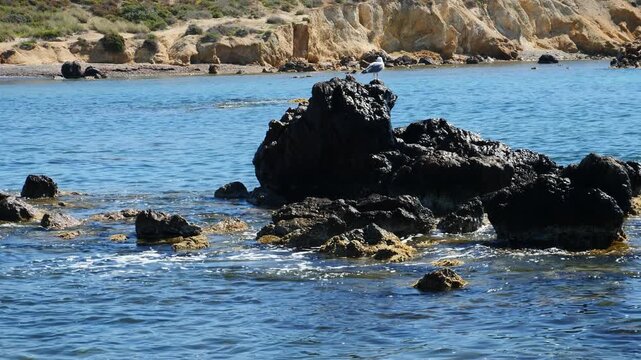 Seagull in top of a rock surrounded by water. Rocky beach in the bacground. Slow motion x0,5. Tabarca island, Spain.