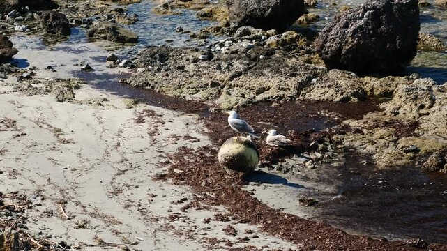 Seagull perched on an abandoned buoy on the beach. Slow motion x0,5. Tabarca island, Spain.