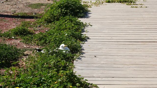 Seagull incubating its eggs next to a wooden walkway. Slow motion x0,5. Tabarca island, Spain.