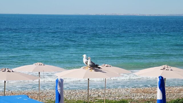 Pair of seagulls on top of a parasol. Slow motion x0,5. tabarca island, Spain.
