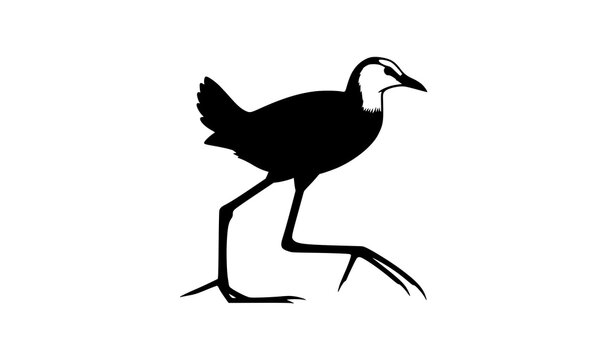 Walking jacana bird side view silhouette vector art isolated on white background for tropical wetland wildlife design concept