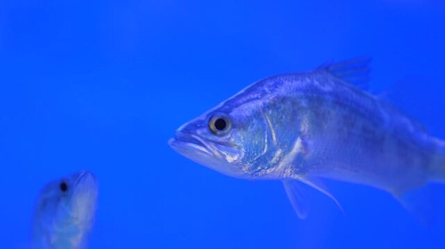 Silver barramundi fish swimming in blue aquarium water