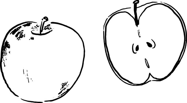 シンプルな林檎の手描き風イラスト/ Hand Drawn Fruit Illustration Apple