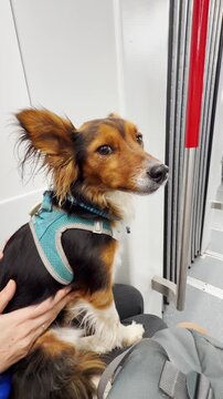 Cute small furry dog sitting on a lap during subway train or metro ride. POV ugc style shot vertical reel with phone camera owner filming canine pet animal calmly riding public transportation in city
