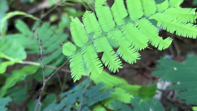 Close-up of Mimosa Pudica 'sensitive plant' leaves performing thigmonastic movement, closing rapidly upon touch. Illustrates unique plant biology, natural defense mechanism, and adaptive survival.