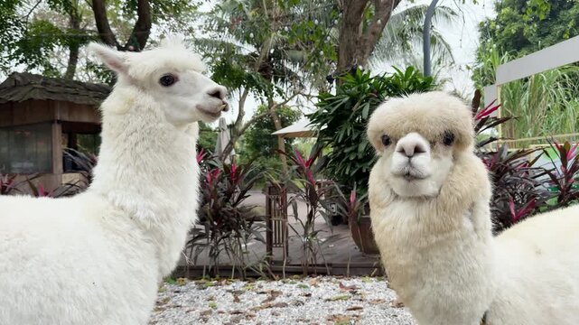 Two fluffy white llamas stand close together outdoors in Hanoi, Vietnam. Lush tropical greenery and rustic wooden structure in background. Adorable exotic animals.