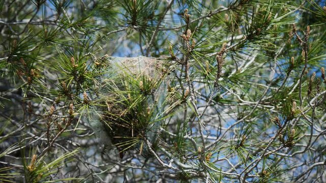 Processionary caterpillar nest in a pine tree