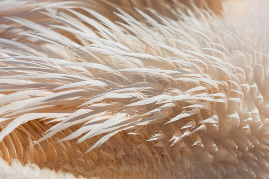 Soft, feathery texture of a bird's downy plumage