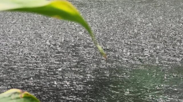 A close-up of a rippling water surface caused by tropical rain, surrounded by lush jungle vegetation. An atmospheric tropical rainforest landscape. High quality 4k footage