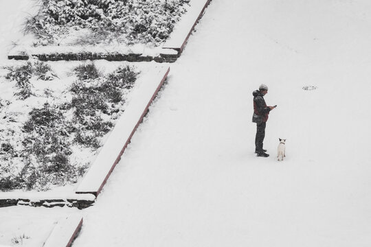 Tallinn, Estonia - 03 January 2025: View of a solitary figure with a dog on a vast, pristine snowfield, contrasting sharply with dark, textured bushes in geometric beds.