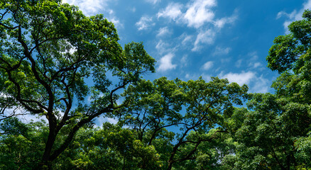 Fototapeta premium Lush Green Tree Canopy Against a Bright Blue Sky with Wispy Clouds.