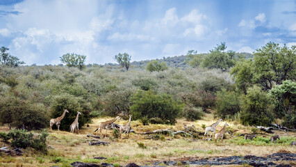 Group of Giraffes in savanah scenery in Kruger National park, South Africa   Specie Giraffa camelopardalis family of Giraffidae © PACO COMO