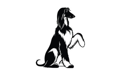 Fototapeta premium Elegant black and white Afghan hound is sitting with one front paw raised in a graceful pose against a white background.