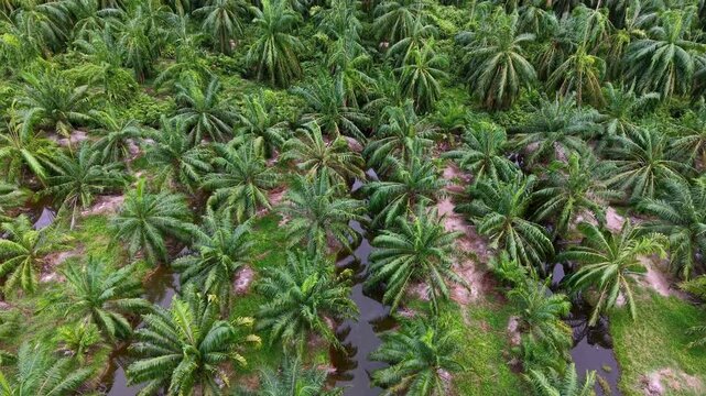 Aerial drone view of oil palm plantation showing rows, drainage channels and canopy.