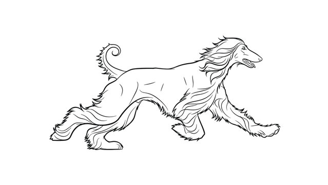 Fluid line drawing capturing the graceful running motion of a long-haired afghan hound with its fur flowing in the wind on a white background.