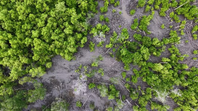 Top-down drone footage of a mangrove forest with patches of bare trees and exposed mud.