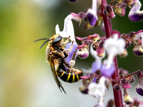 Close up of bees sucking flower nectar, wool carder bee (Anthidium manicatum)