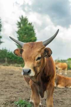 Cachena cows farm in a green field. Livestock, Galicia, Spain