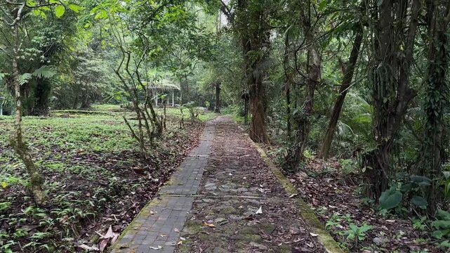 Immerse in the serene beauty of a tropical rainforest. A tranquil path offers a natural navigation tool for wilderness exploration, promoting eco-tourism, outdoor adventure, and environmental...
