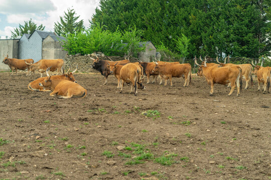 Cachena cows farm in a green field. Livestock, Galicia, Spain
