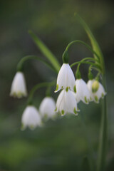 Fototapeta premium Spring snowflake flowers in soft natural light with shallow depth of field