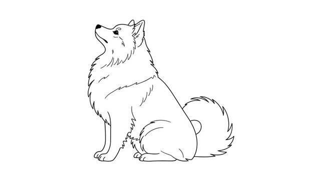 Simple line drawing of a fluffy dog breed like a Samoyed or Spitz sitting and looking up with its tail curled over its back.