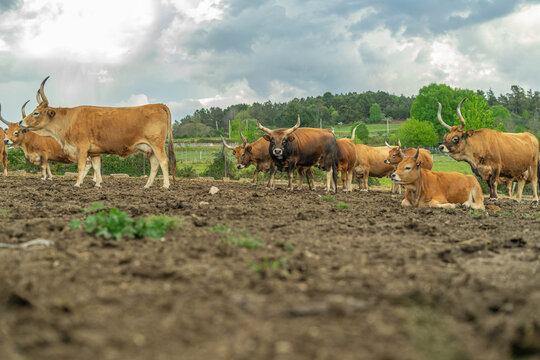 Cachena cows farm in a green field. Livestock, Galicia, Spain