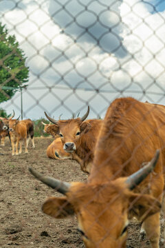 Cachena cows farm in a green field. Livestock, Galicia, Spain