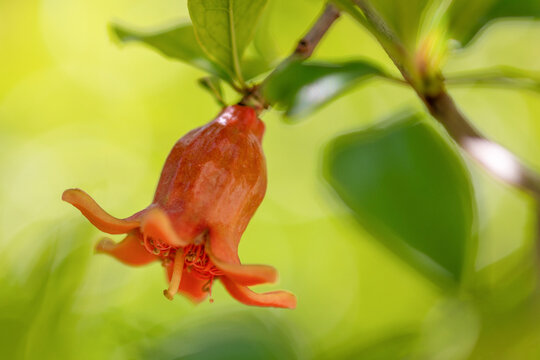 Gros plan sur la fleur m&acirc;le d'un grenadier