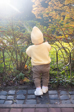 Toddler Exploring Garden in Autumn.