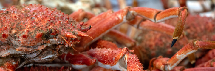 Panorama of fresh cooked Spider crabs on a fishmonger stall at fish market © Chris Lawrence