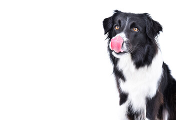 Naklejka premium Portrait of a cute Border Collie licking itself, closeup, isolated on white background