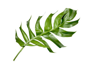 tropical monstera palm leaf tree background © studio2013