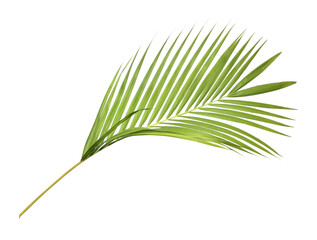 Obraz premium Green palm leaf on transparent background