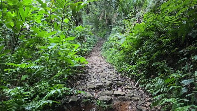 Immersive digital video of a winding lush green jungle path in a tropical rainforest, perfect for showcasing nature exploration, ecotourism, tranquility, and untouched wilderness with vibrant exotic..
