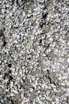 Oyster shells on the rock in the sea. Natural background