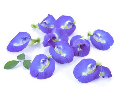 Fresh Blue pea Asian pigeonwings isolated on white background