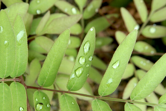 Fresh Green Leaves of Nutgall tree (Rhus javanica) with Raindrops in Summer, Tohoku, Japan