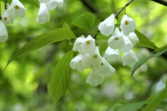 Elegant White Flowers of Carolina silverbell (Halesia carolina) in Spring, Tohoku, Japan