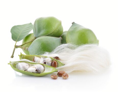 Fresh Kapas kapas isolated on white background