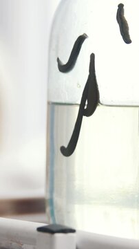 Hirudotherapy - leeches in clinic, in front of massage woman