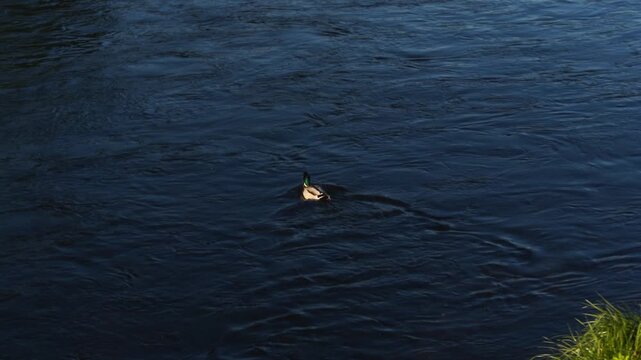 Duck swimming in the river