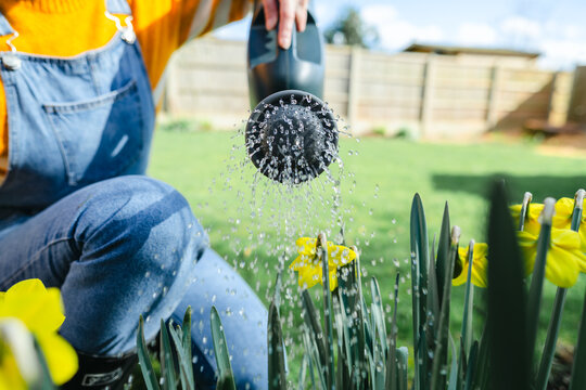 Woman watering blooming yellow daffodils with a watering can in spring