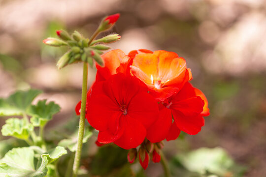 G&eacute;raniums au printemps dans un jardin