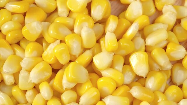 Close-up of fresh sweet corn.	