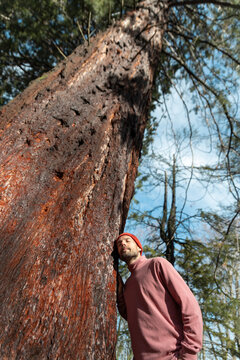 Man mindfully leaning against giant Sequoia tree in forest