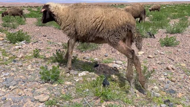 Brown goat cute animal in Iran nomad Kurdistan baby lamb kid sheep with local traditional shepherd herding agriculture grazing climbing rock mountain scenic landscape vivid playful nature green rural