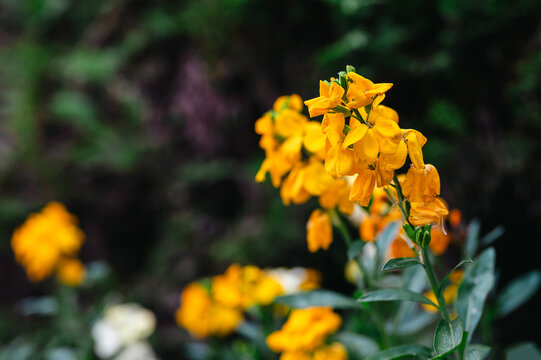 Golden Wallflower Bloom (Erysimum cheiri) in Soft focus, summer yellow floral background
