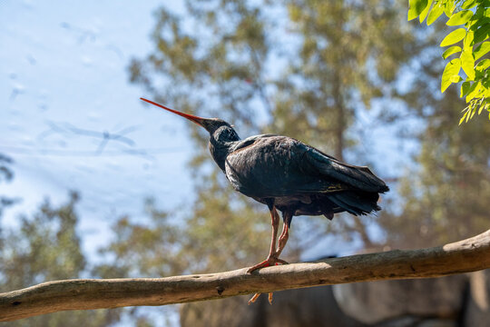 Northern bald ibis Geronticus eremita stands on a wooden perch, glossy dark plumage with iridescent sheen, long curved red beak prominent against blue sky background