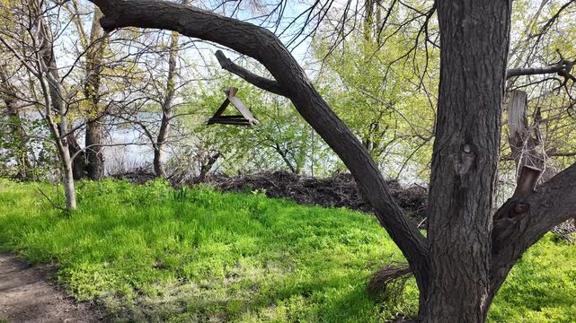 Scenic dirt path winds along a riverbank in a lush park on a sunny spring day. Vibrant green grass grows under large trees with thick bark. A wooden bird feeder hangs from a sturdy tree branch.